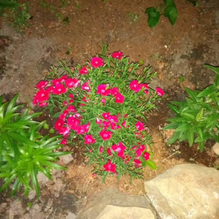 Plant image Phlox douglasii 'Oxen Blood'