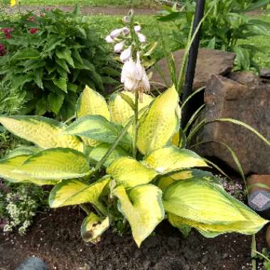 Hosta