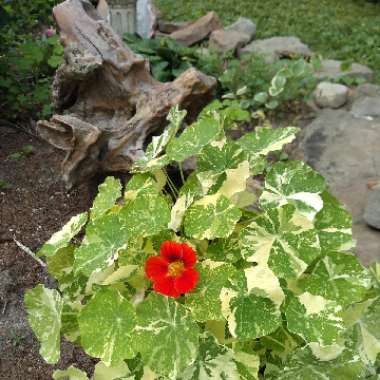 Tropaeolum majus