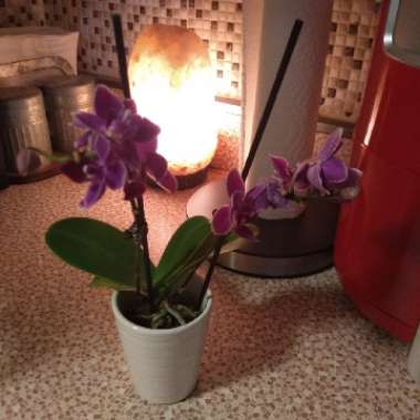 Phalaenopsis amabilis (Miniature)