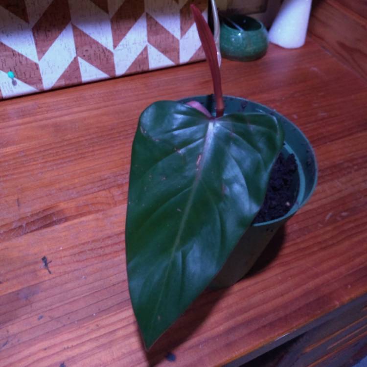 Plant image Philodendron 'Rojo Congo' syn. Philodendron 'Congo Rojo', Philodendron 'Red Congo'