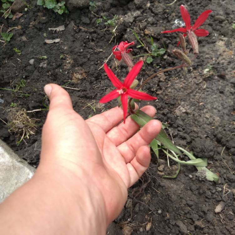 Plant image Silene Californica