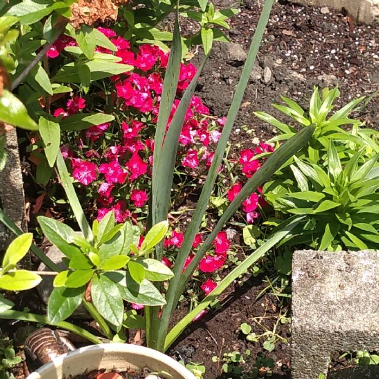 Plant image Phlox douglasii 'Oxen Blood'