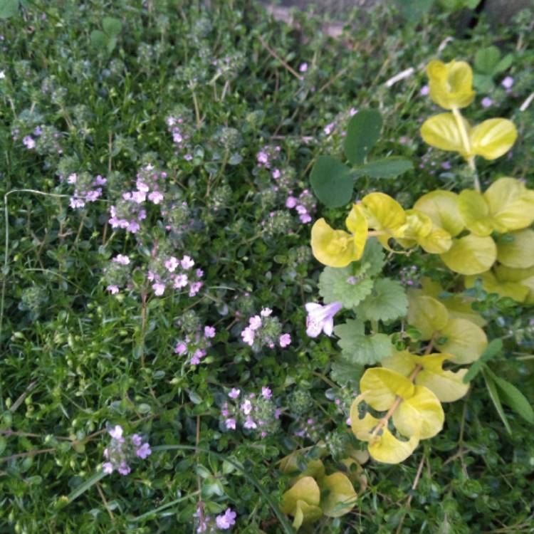 Plant image Thymus serpyllum 'Highland Cream'