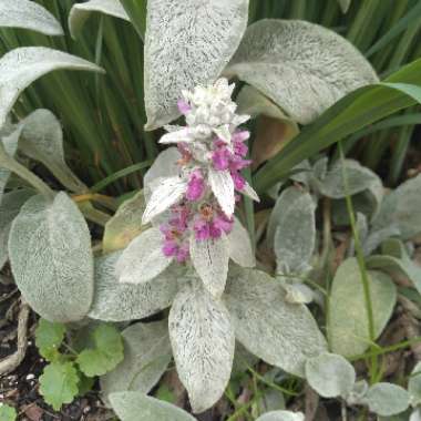 Stachys byzantina 'Helen Von Stein'