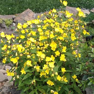 Oenothera