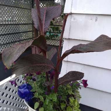 Canna 'Australia' syn. Canna x generalis 'Australia'