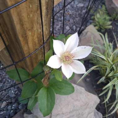 Clematis (Pruning Group 2)