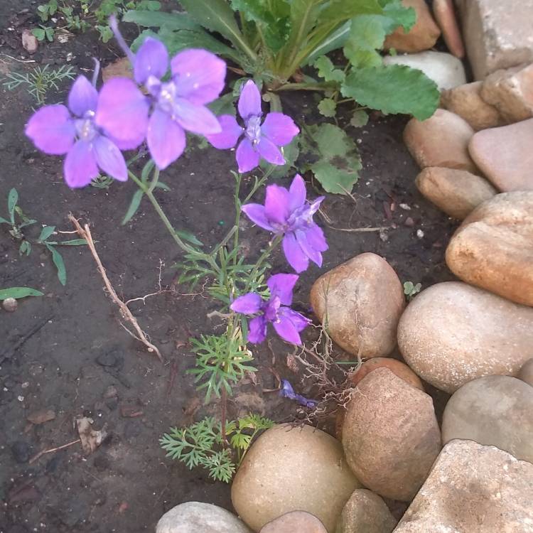 Plant image Delphinium 'Ariel'