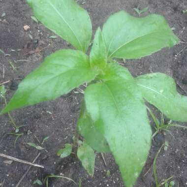 Helianthus annuus