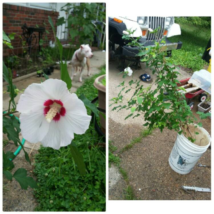 Plant image Hibiscus rosa-sinensis 'Adonis Pink'