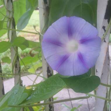 Ipomoea