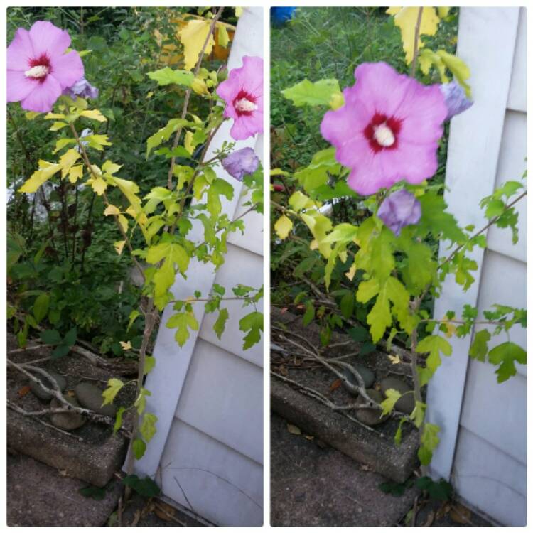 Plant image Hibiscus rosa-sinensis 'Adonis Pink'