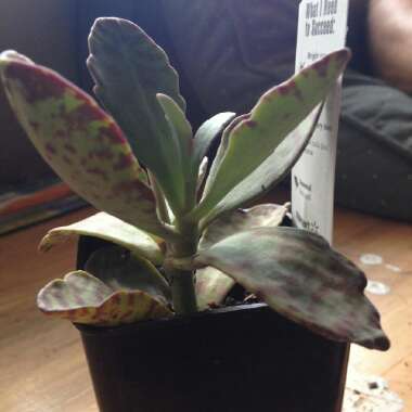 Kalanchoe Humilis