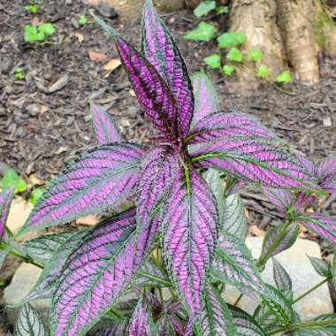 Strobilanthes dyeriana 'Persian Shield'