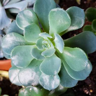 Echeveria 'Blue Prince'