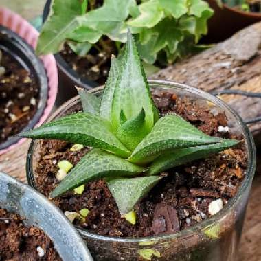 Haworthia 'Tessellata'