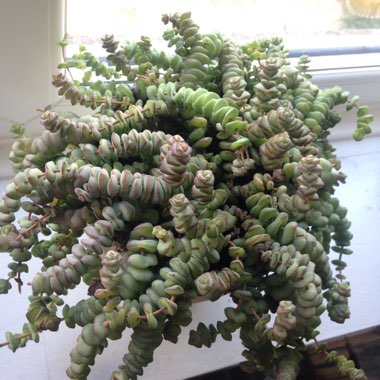 Crassula marnieriana