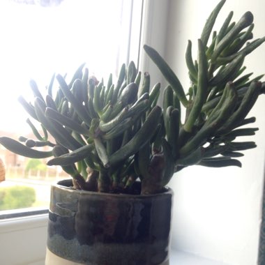 Crassula ovata