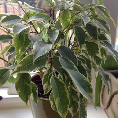 Ficus benjamina 'Variegata'