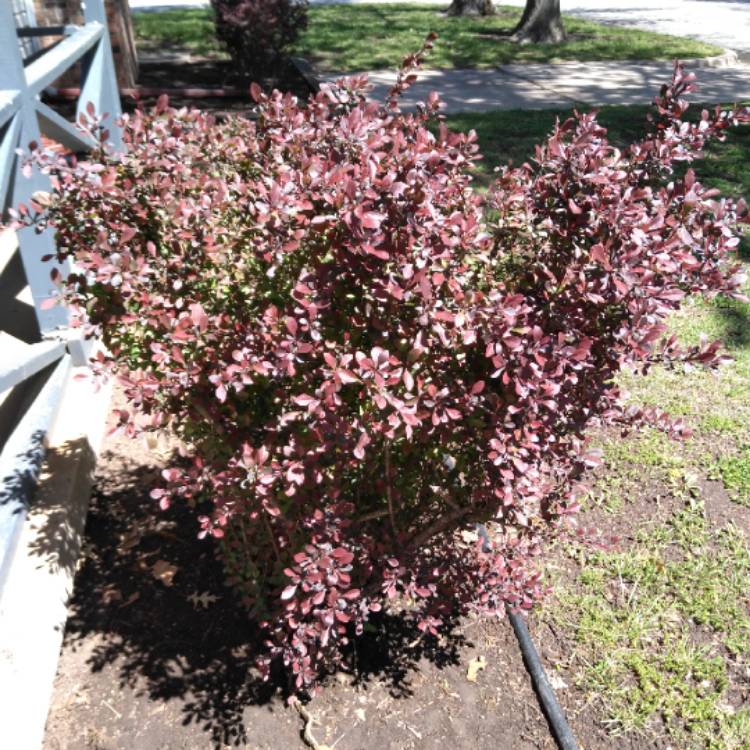 Plant image Berberis thunbergiif. atropurpurea'Concorde'