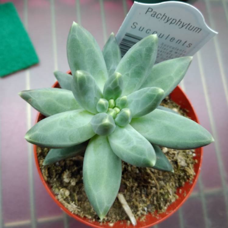 Plant image Pachyphytum hookeri