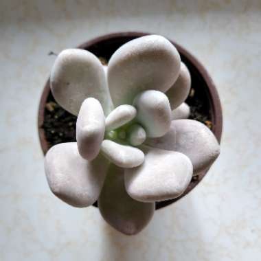 Pachyphytum bracteosum