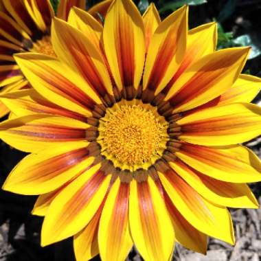 Gazania