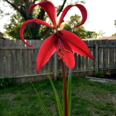 Sprekelia formosissima syn. Amaryllis formosissima