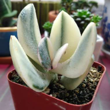 Crassula argentea f. variegata syn. Crassula ovata 'Lemon & Lime'