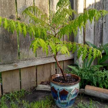 Rhus typhina 'Bailtiger' syn. Rhus typhina 'Tiger Eyes'