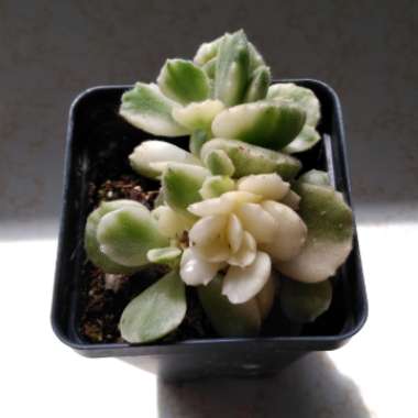 Cotyledon tomentosa Variegata