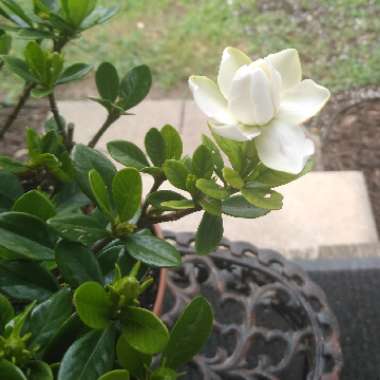 Gardenia