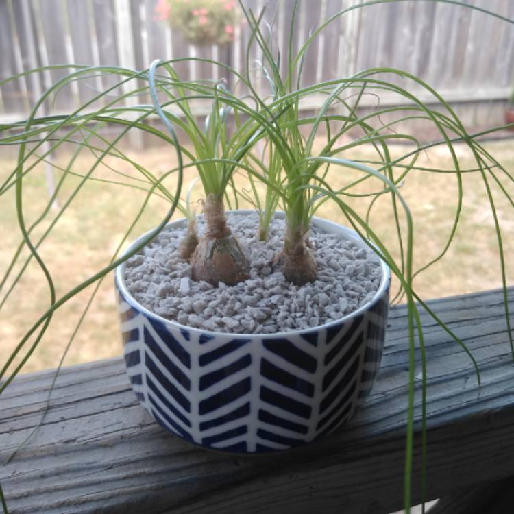 Plant image Albuca Polyphylla