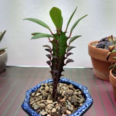 Euphorbia trigona rubra