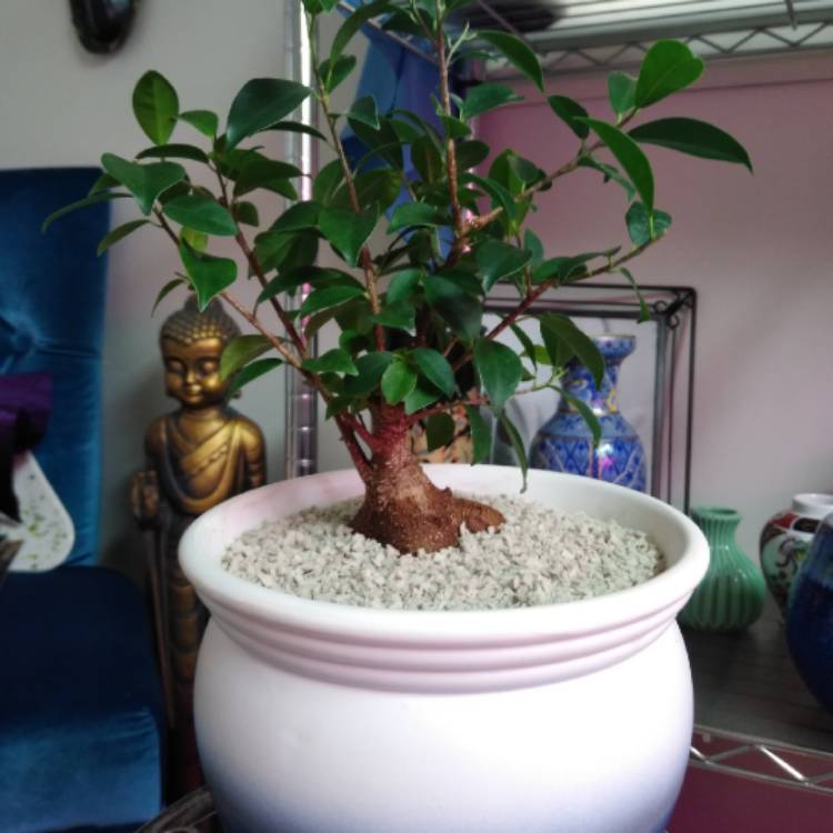 Plant image Ficus retusa (Bonsai)