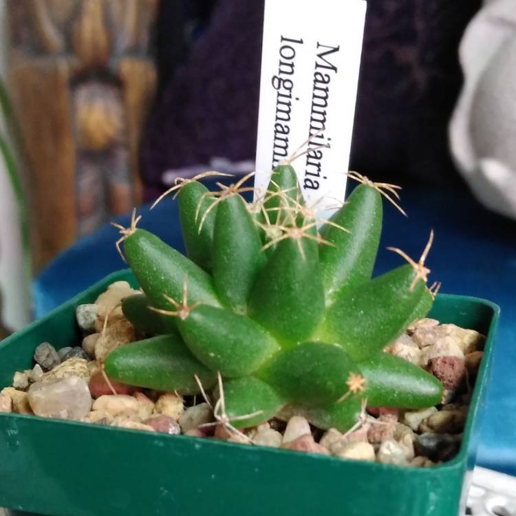 Plant image Mammillaria longimamma