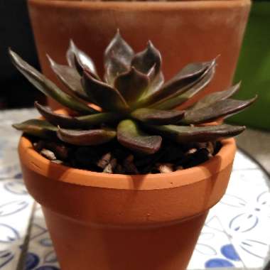 Echeveria Black Prince