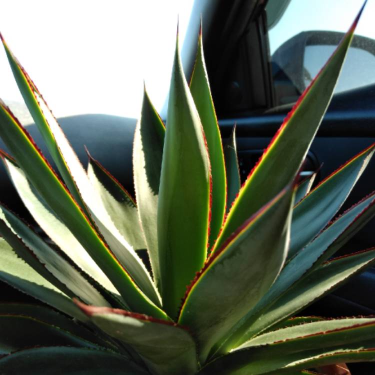 Plant image Agave 'Blue Glow'