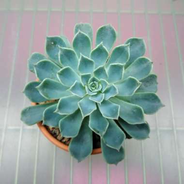 Echeveria Allegra