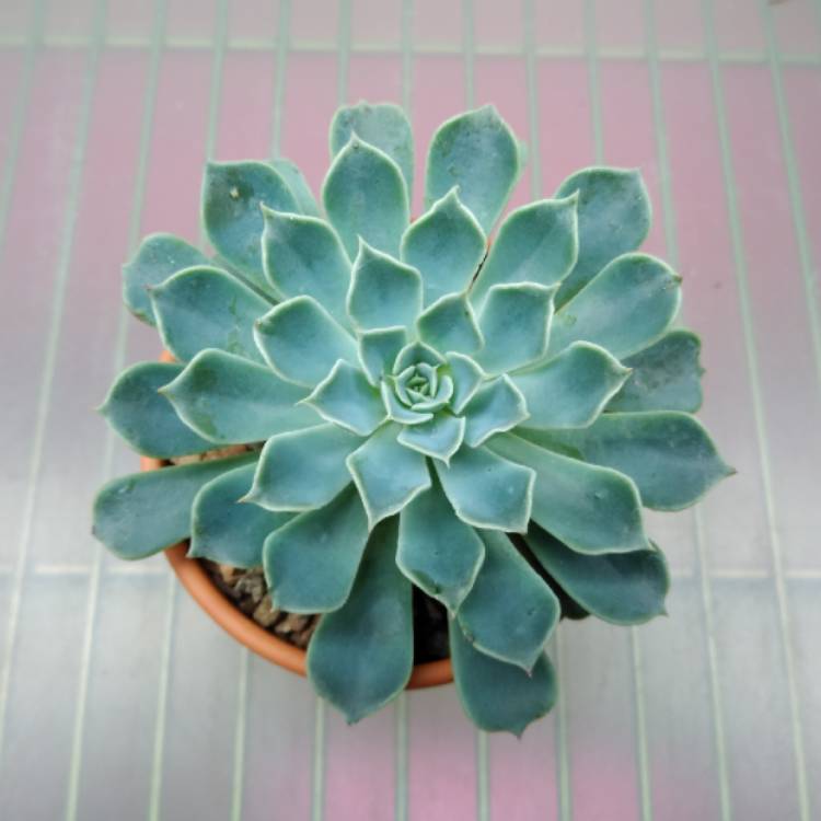 Plant image Echeveria Allegra