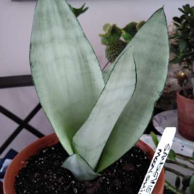 Sansevieria Moonshine