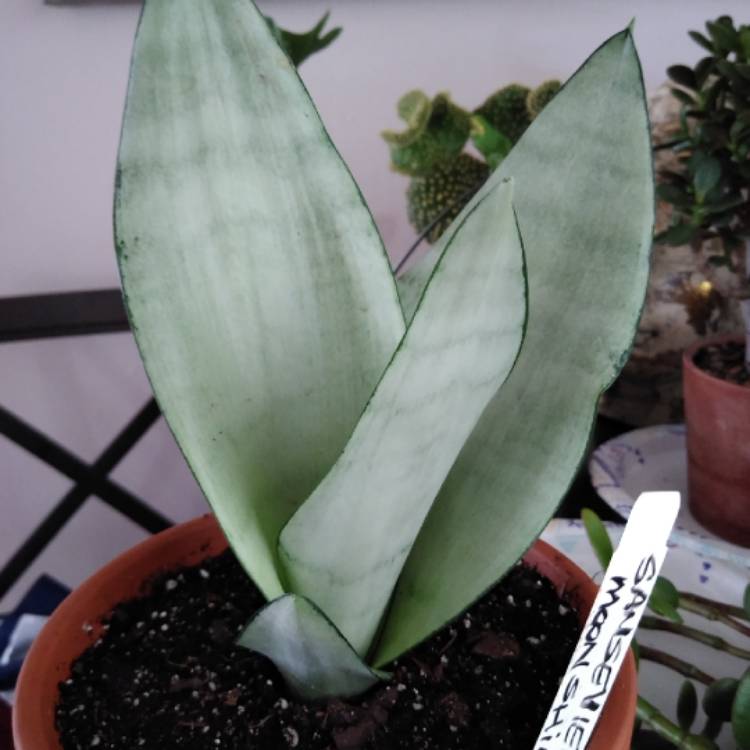 Plant image Sansevieria Moonshine