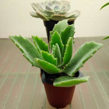 Kalanchoe millottii