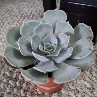 Echeveria Pollux