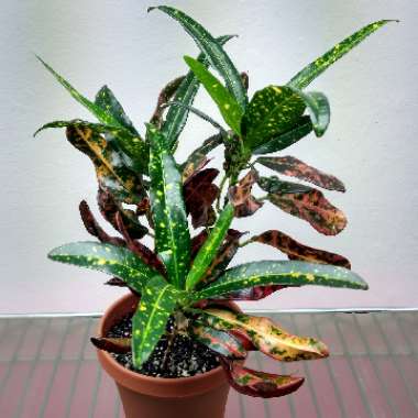 Codiaeum variegatum 'Luna'