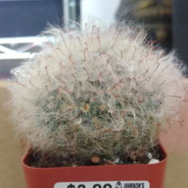 Mammillaria bocasana 'Roseiflora'