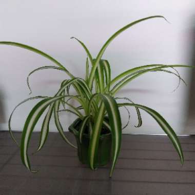 Chlorophytum comosum 'Vittatum'