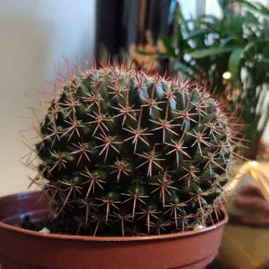 Mammillaria Mystax