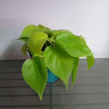 Epipremnum aureum 'Neon'